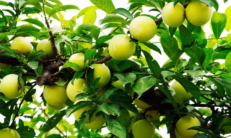 九游APP官网案例展示六